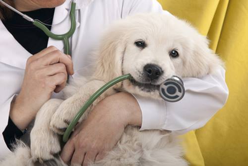 Veterinary services