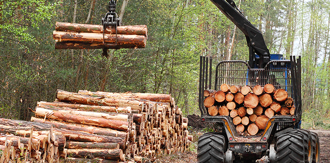 Logging services