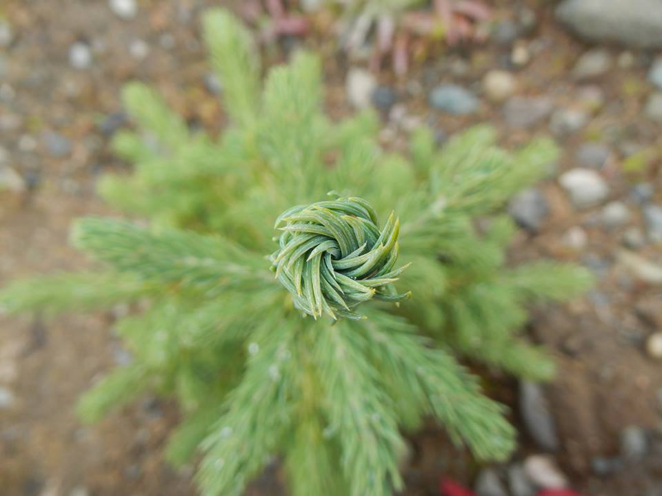 Forestry serbisyo