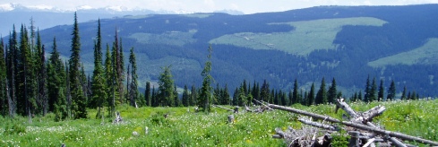 Environmental analysis, services