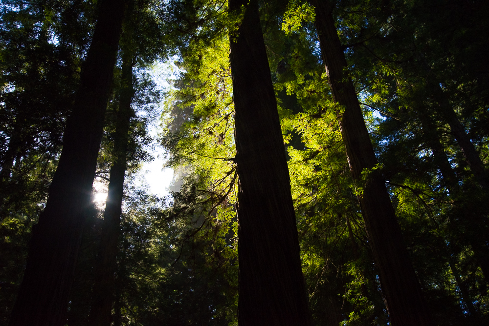 Services incidental to logging