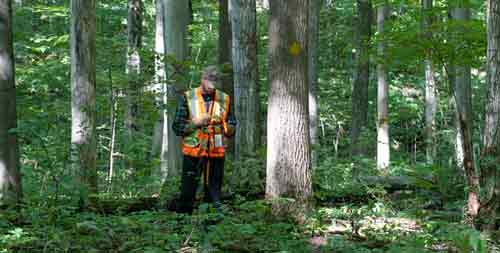 Services de développement forestier