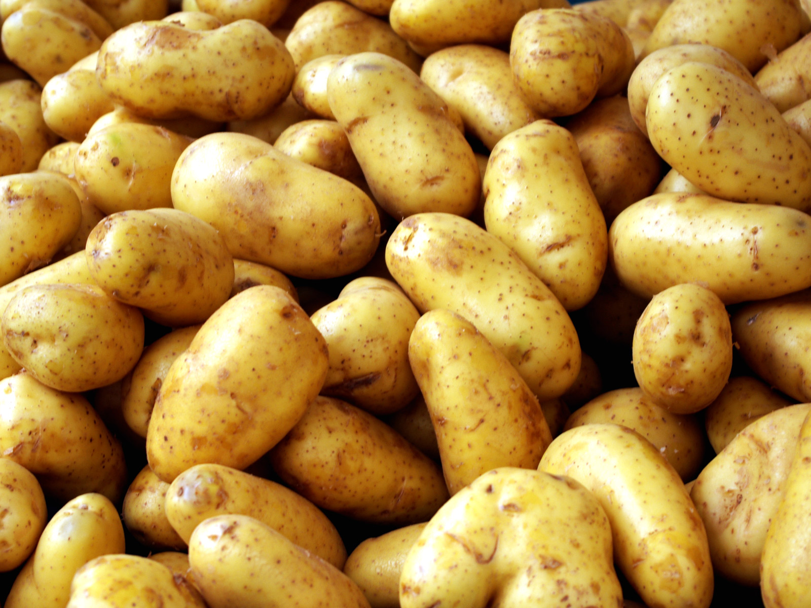 Batatas