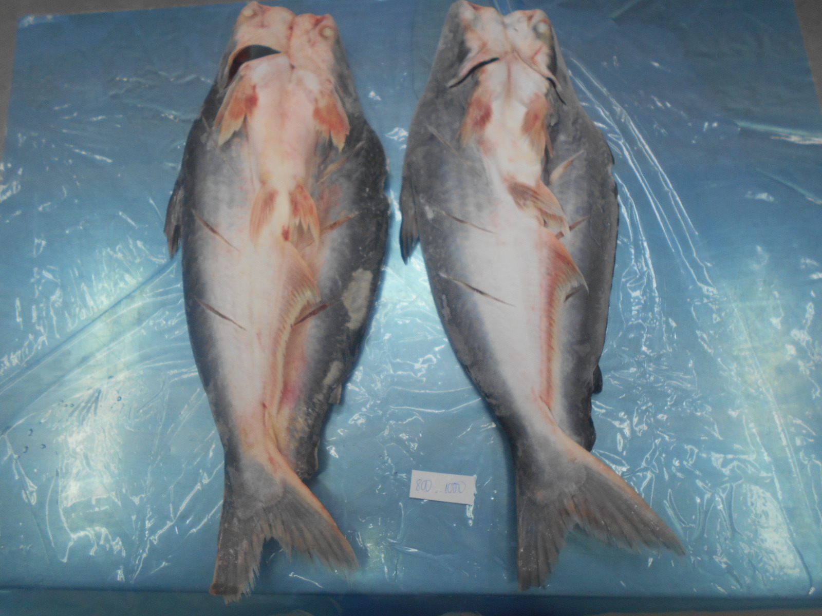 Pangasius butterfly