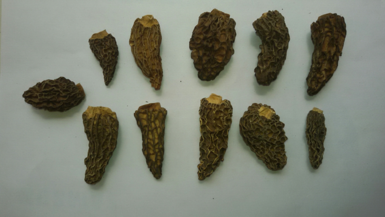 Natural and wild Indian Black Dried Morels Mushroom of Morchella Conica.