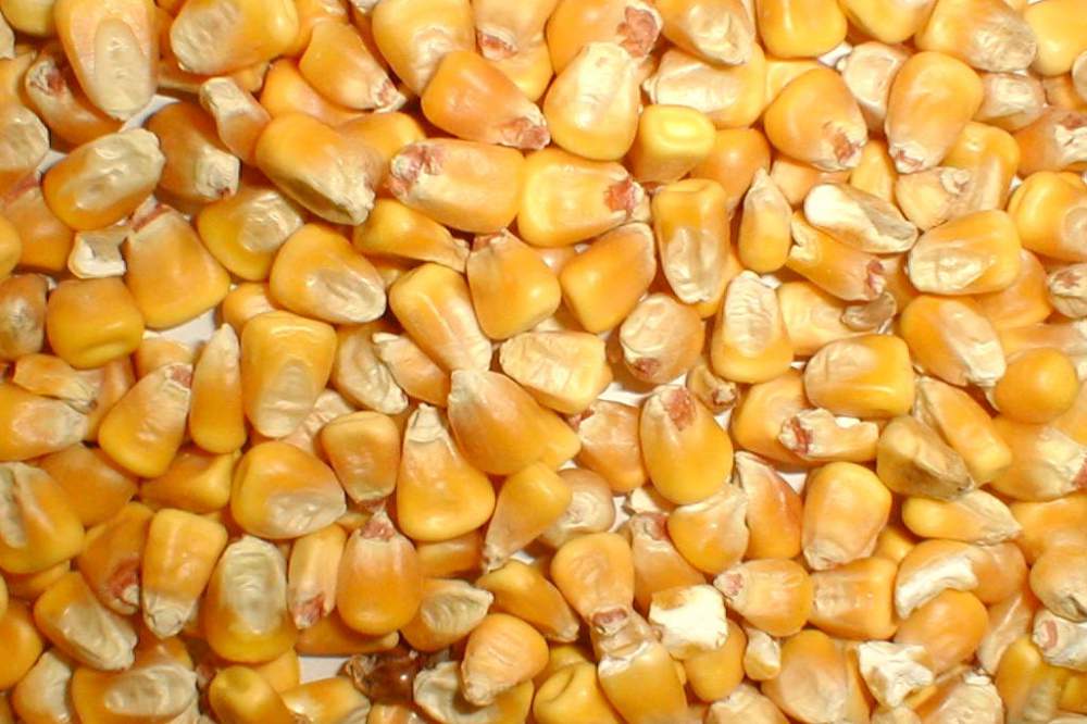 Gult korn