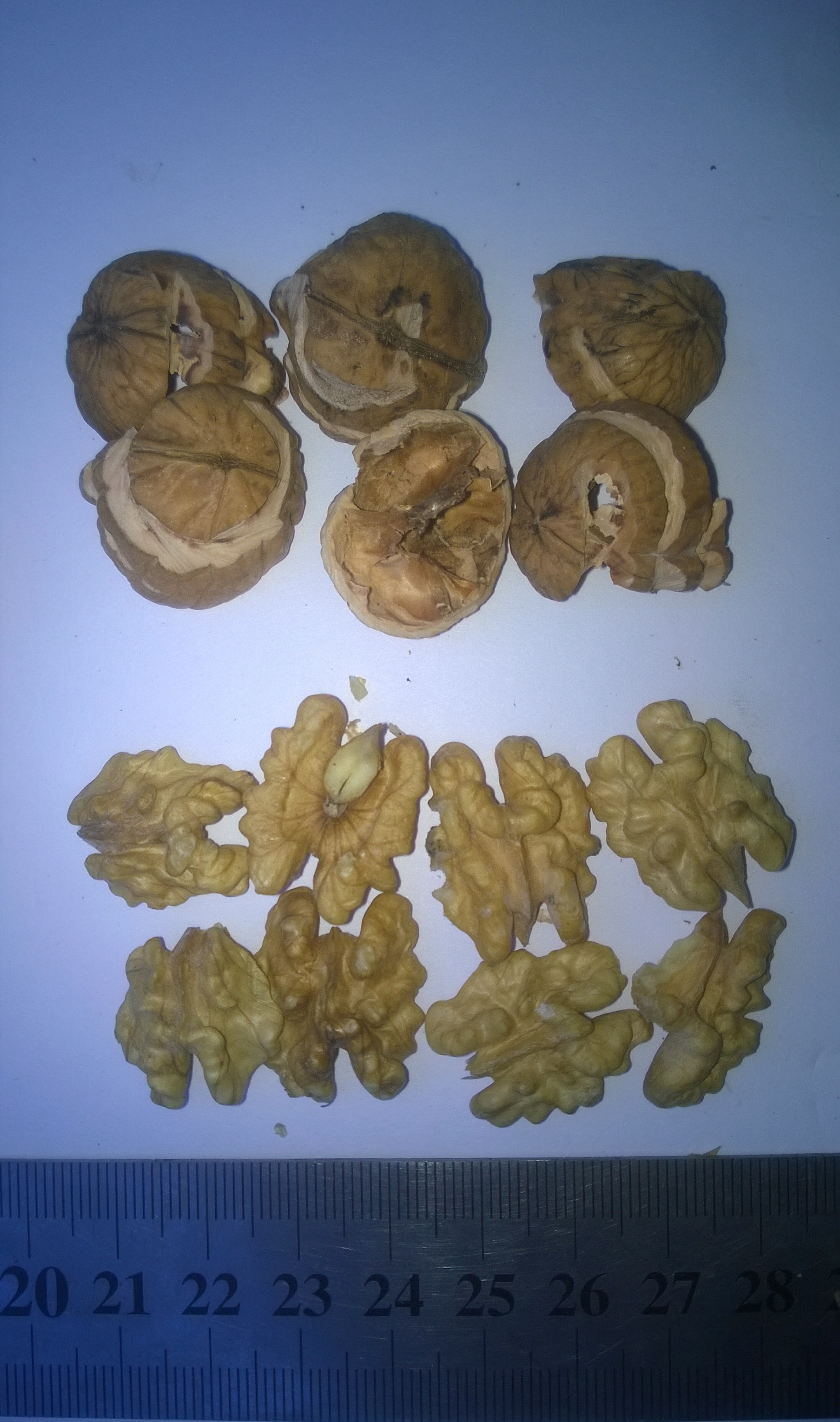 Walnuts in shell