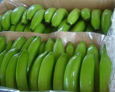 Fresh Bananas