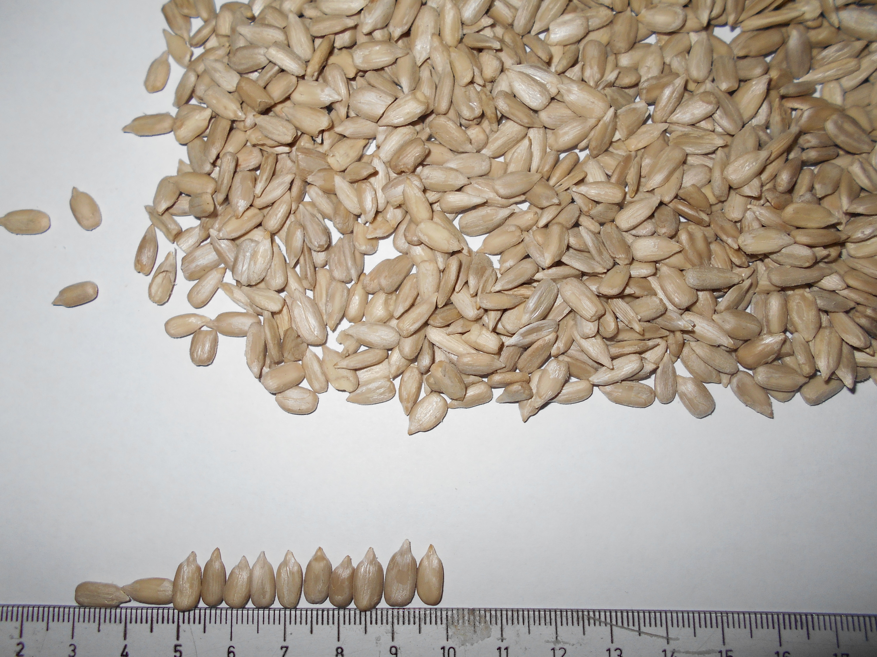 SUNFLOWER SEED/ SUNFLOWER SEED KERNELS