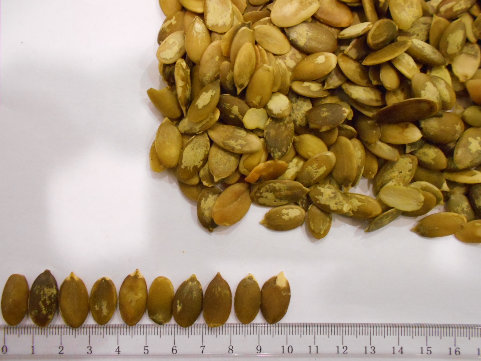 PUMPKIN SEED KERNELS