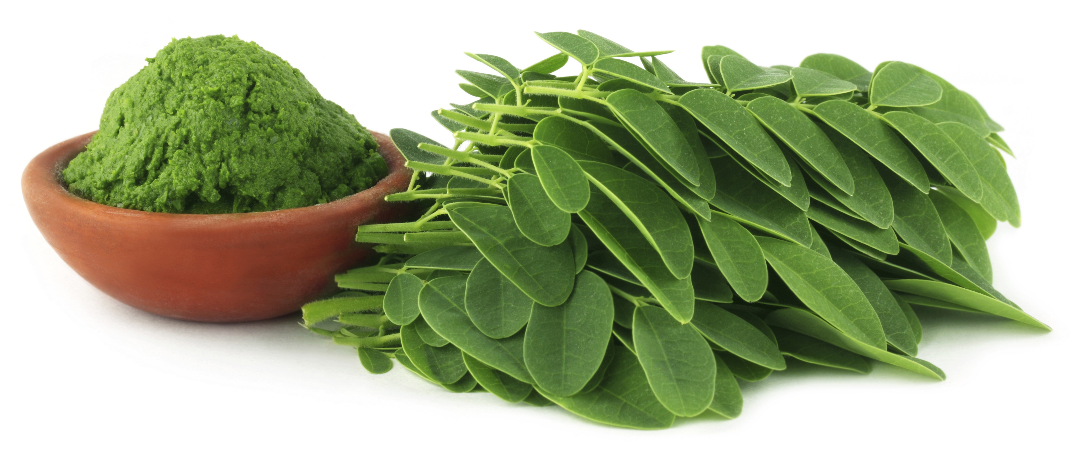 Moringa leaf