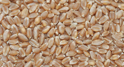 Hard Red Wheat