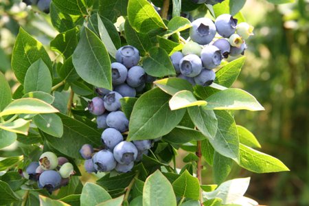 Bobičasto voće (maline, borovnice, šipka, itd.)