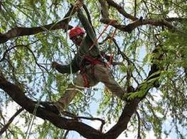 Tree-cutting services