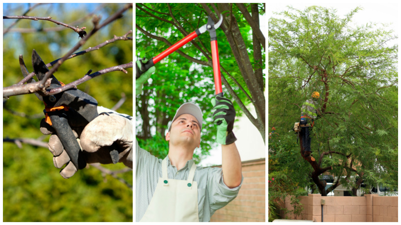 Tree-maintenance services