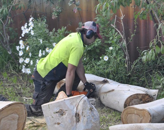 Tree Pruning And Removal