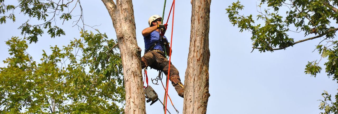 MCALLISTER TREE SERVICE