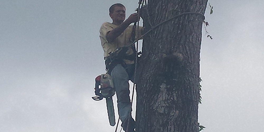 CARLSON'S TREE SERVICE