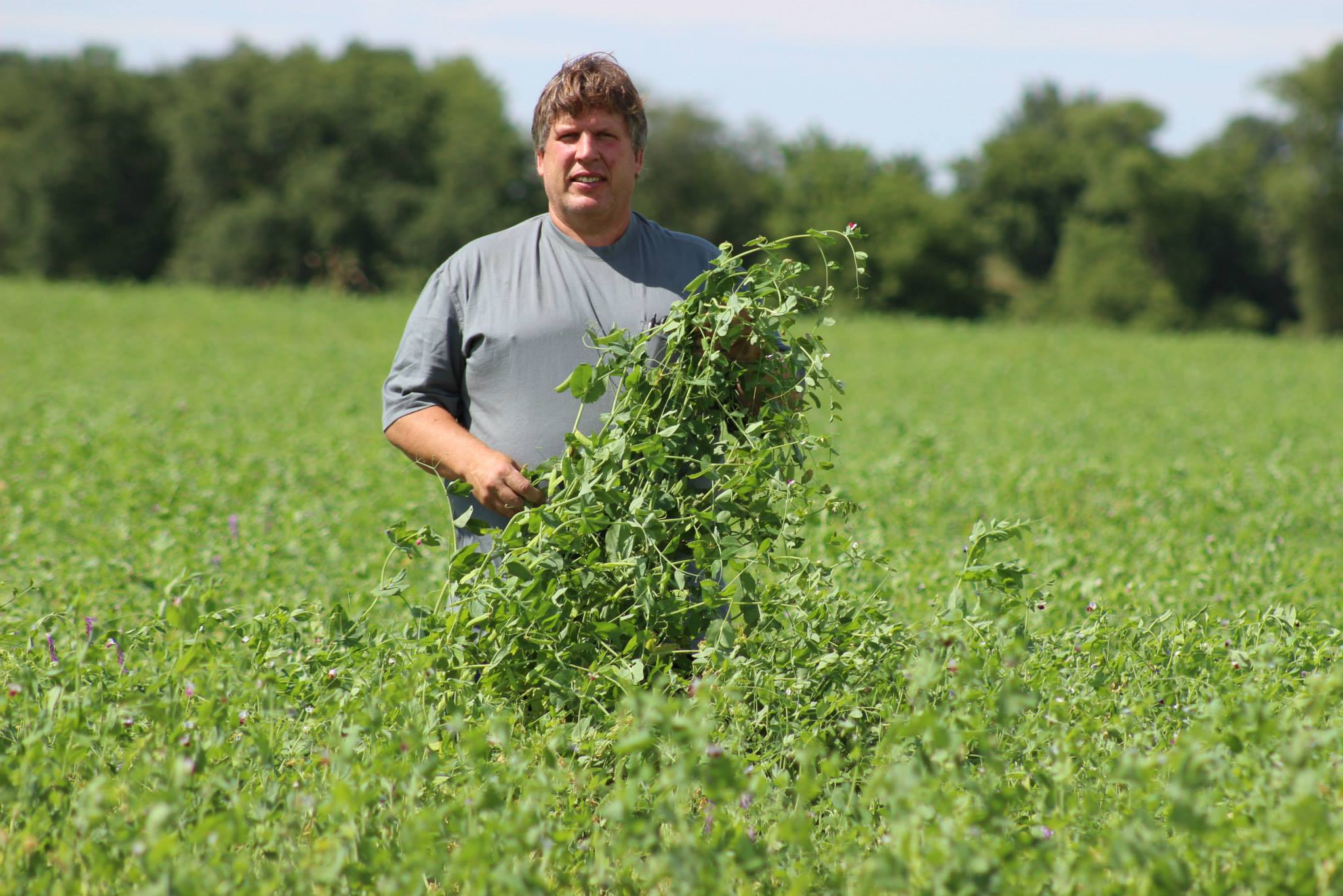 PEAS.   Organic and Transitional 4010 Forage Pea Seed for Cover Crops