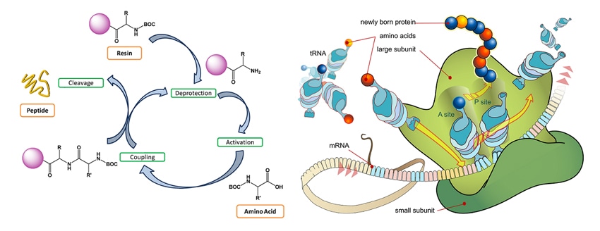 Custom peptide synthesis service