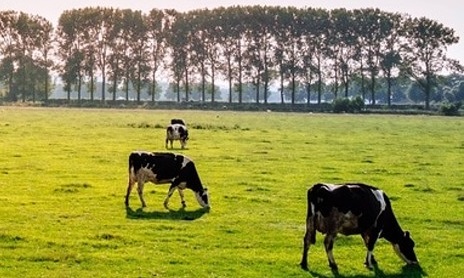 Alimentos para la cría