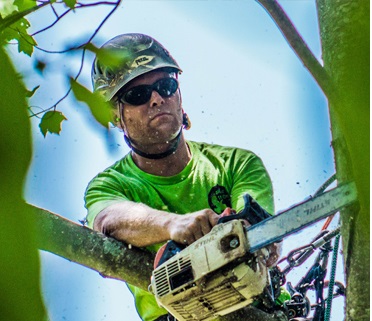 TREE TRIMMING & PRUNING