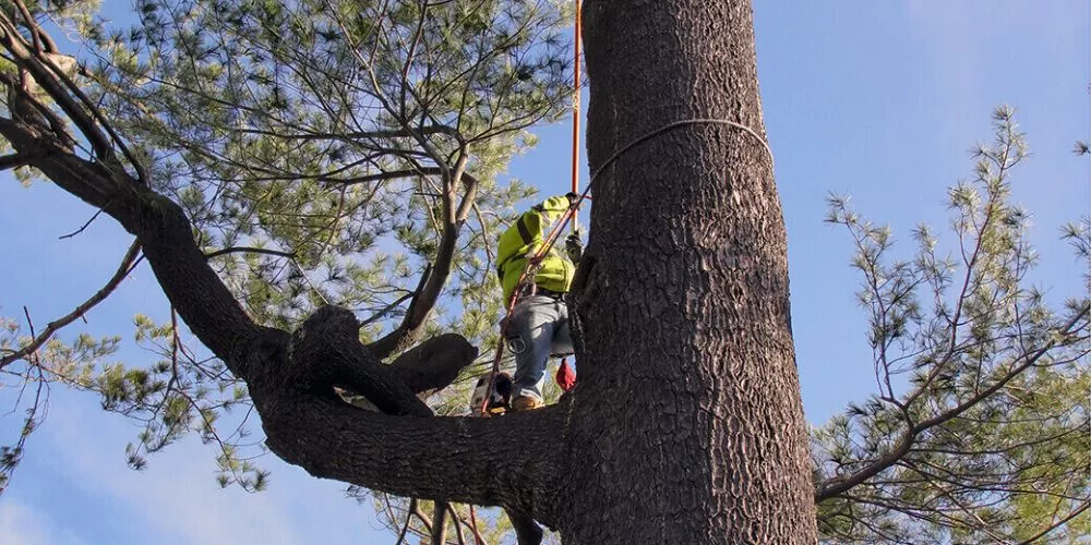 Pruning og felldi