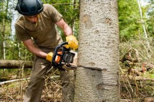 Tree-cutting services