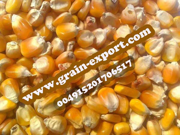 Jagung / jagung