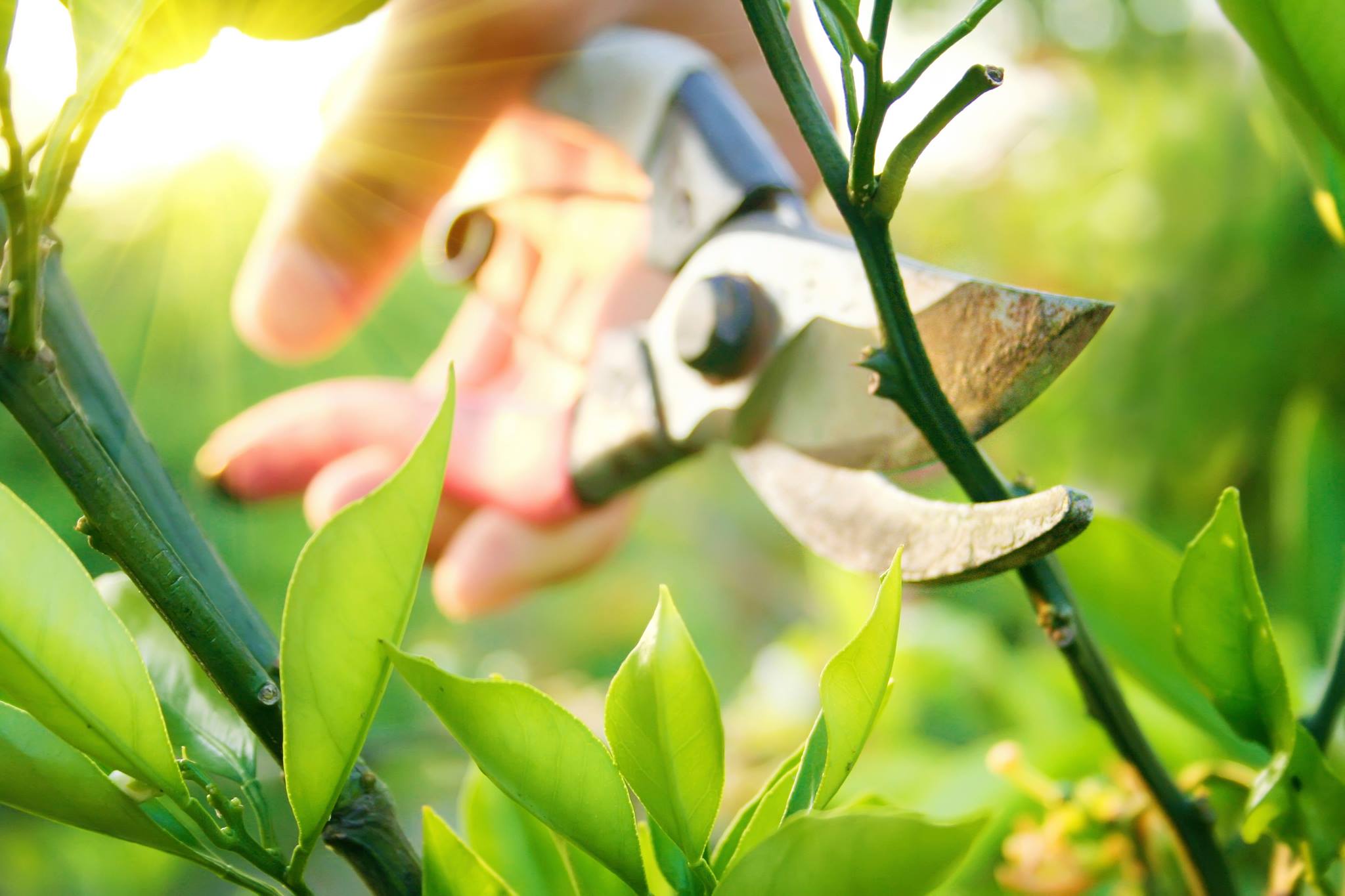 Tree-maintenance services