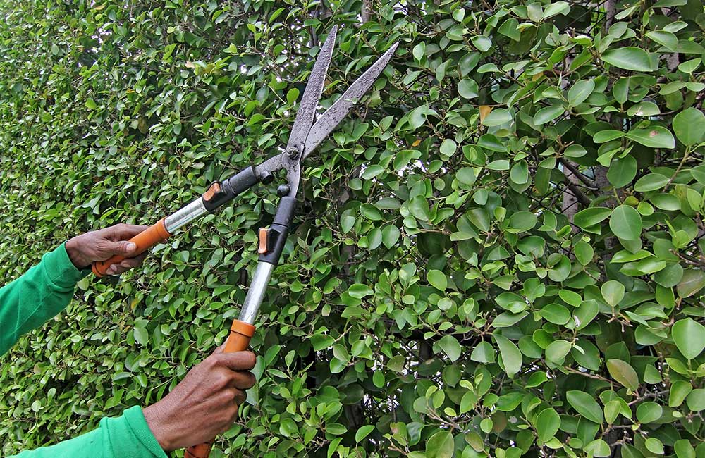 Tree pruning and hedge trimming