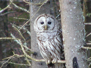 DOWN EAST BIRD WATCHING & NATURE TOURS