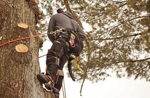 Tree-cutting services