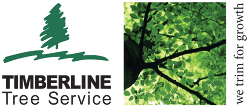 Get Quality Tree Care Services From Our Owner-Operated Company!