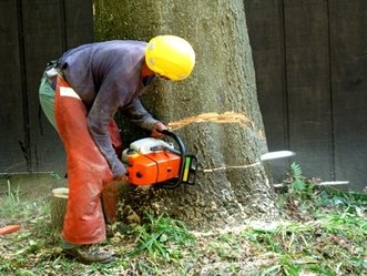 Are you looking for the most preferred tree service company in Memphis TN?