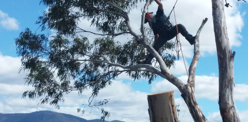 TREE TRIMMING & PRUNING