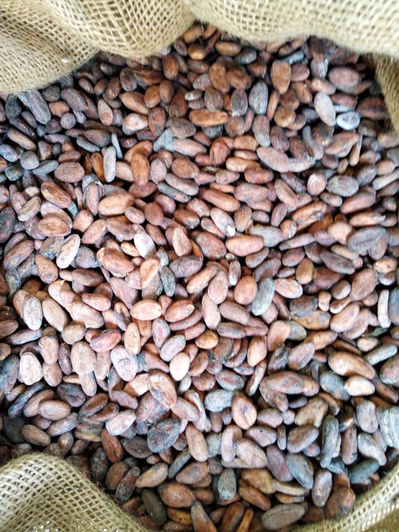 Cocoa beans