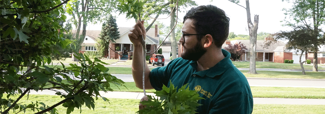 Tree Service Bloomfield Hills MI 