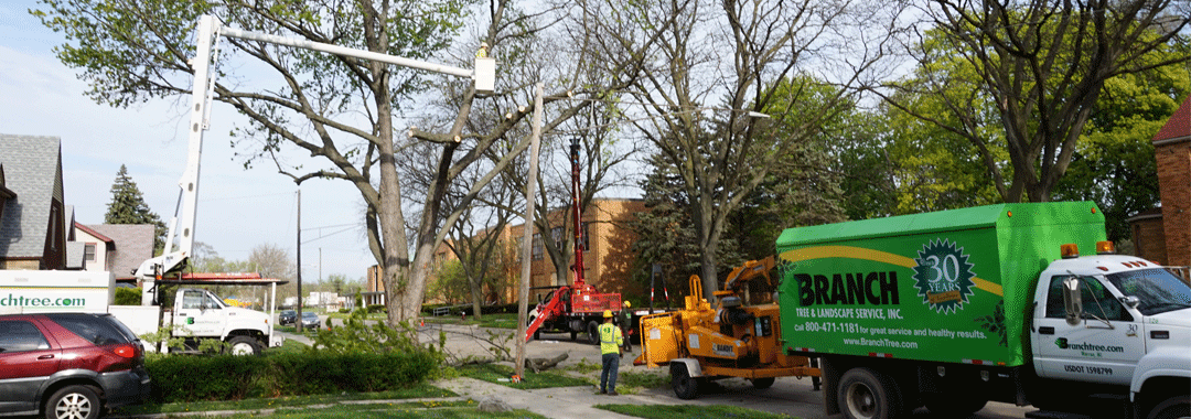 Serveis de manteniment d'arbres