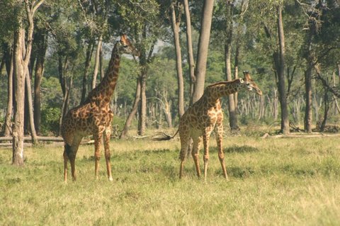 Safari tour du lịch