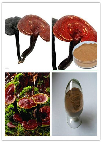 Ganoderma lucidum extract,PLANT EXTRACT,Solvent Extraction