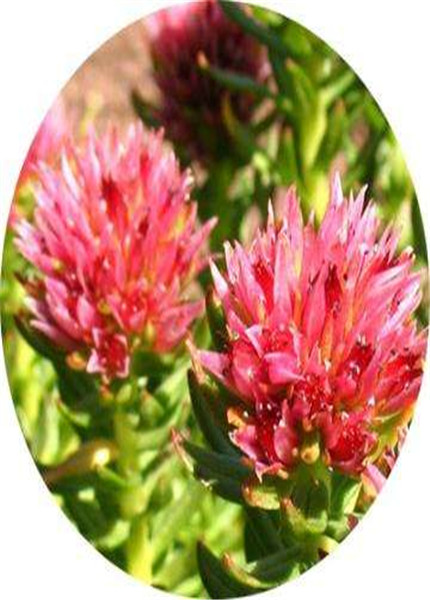 Rhodiola extract,PLANT EXTRACT,Solvent Extraction