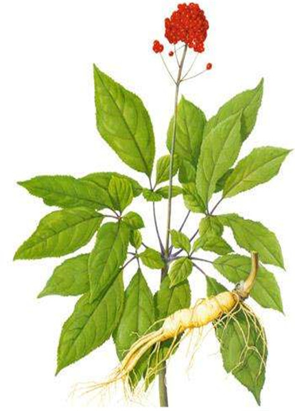 Ginseng extract,PLANT EXTRACT,Solvent Extraction