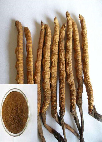 Cordyceps extract,PLANT EXTRACT,Solvent Extraction