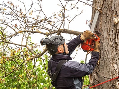 Level 5 Arborist Services