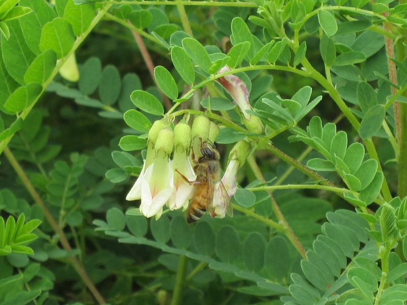 Astragalus Root Extract