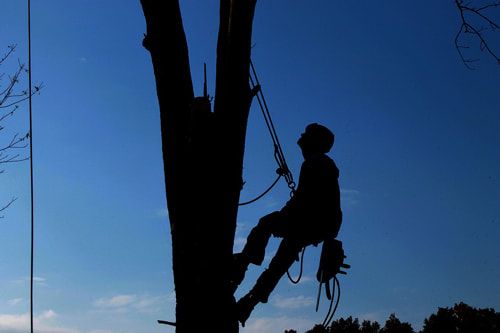 tree trimming