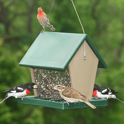 Bird Feeder