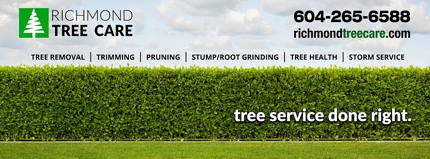 Expert Vancouver BC Tree Services