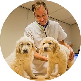 SPECIALISATIES VAN ONZE DIERENKLINIEK